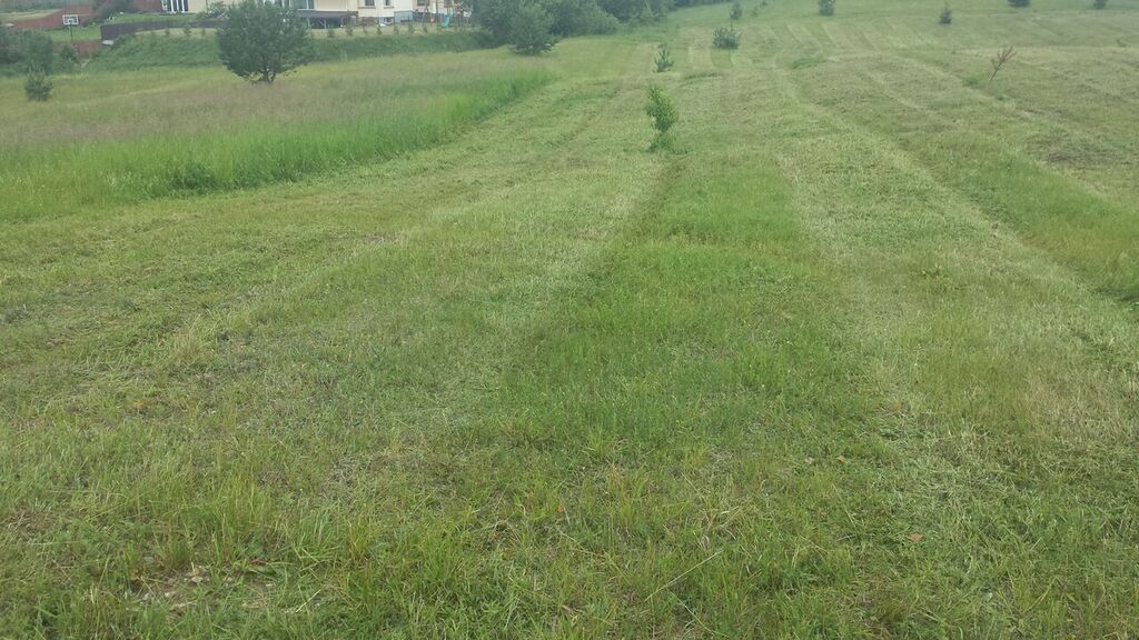 Didelės pievos priežiūra, pjovimas