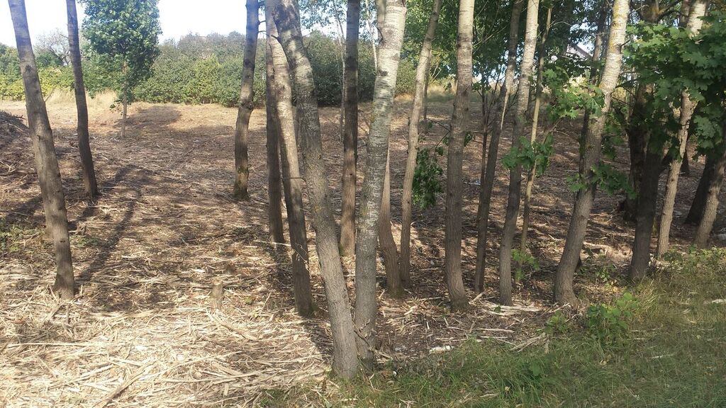Aukštos žolės ir krūmų pjovimas ir naikinimas paliekant medžius